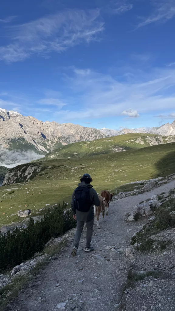 arthur hikking with some cows on his way