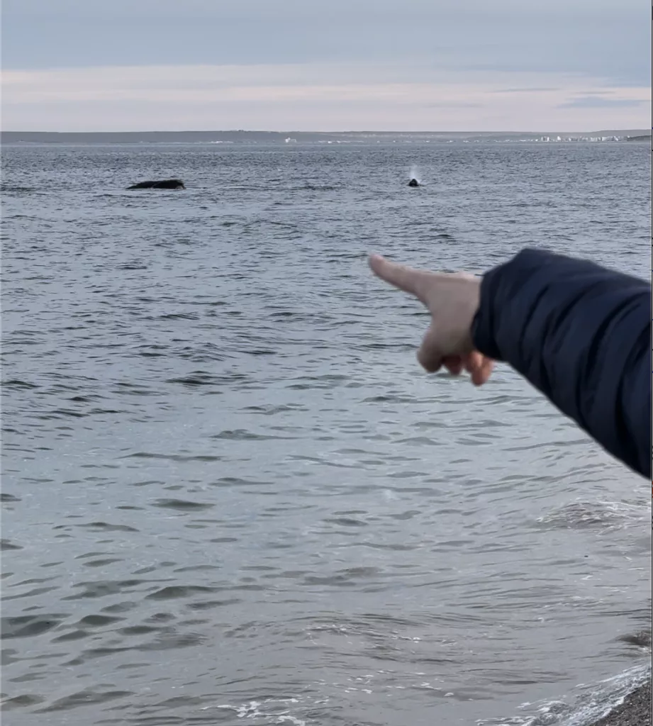 Catu spotting whales in Playa el doradillo
