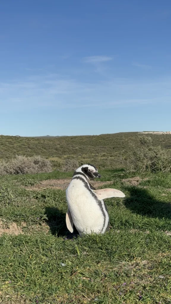 Magellanic penguin in Punta tombo reserve