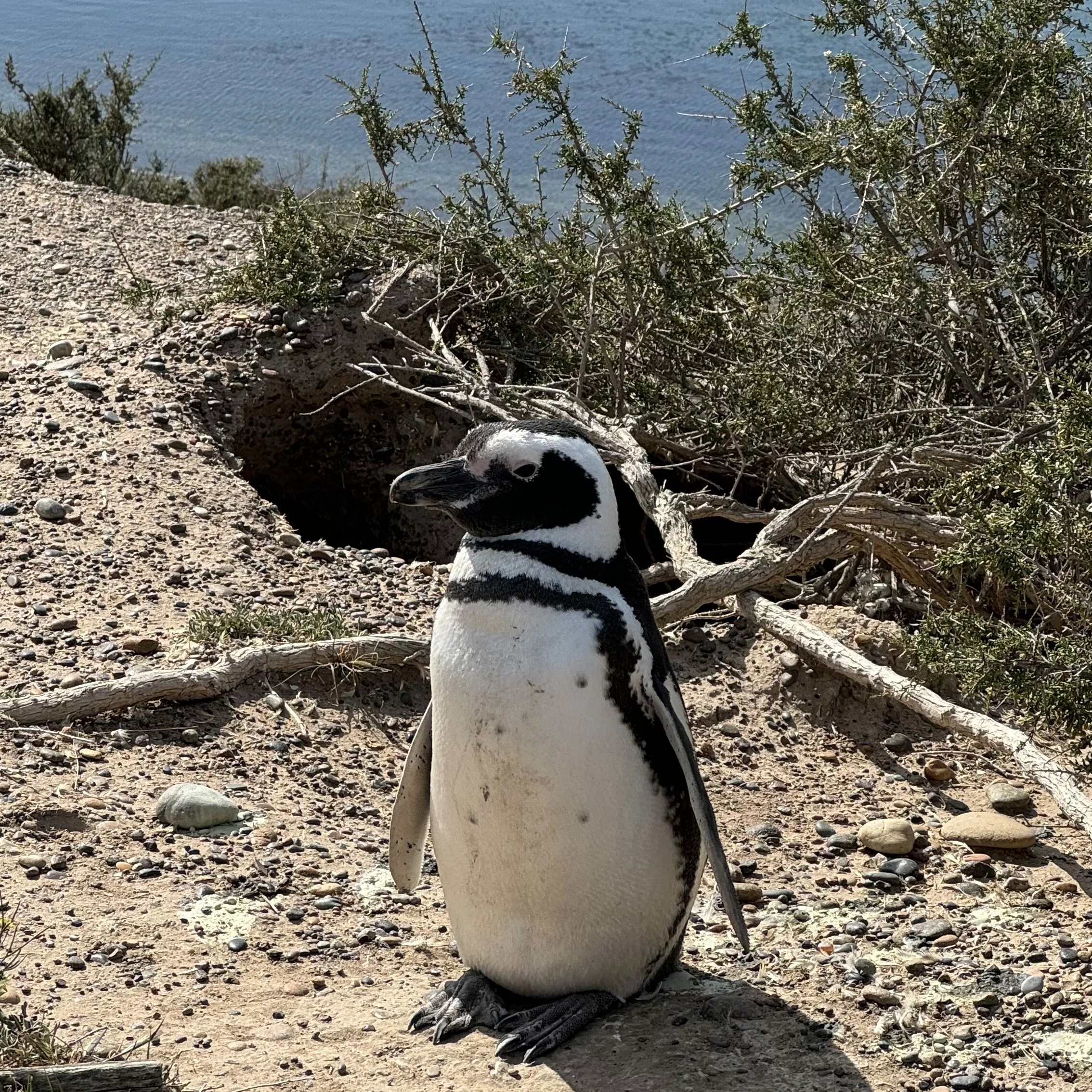 A magellanic penguin