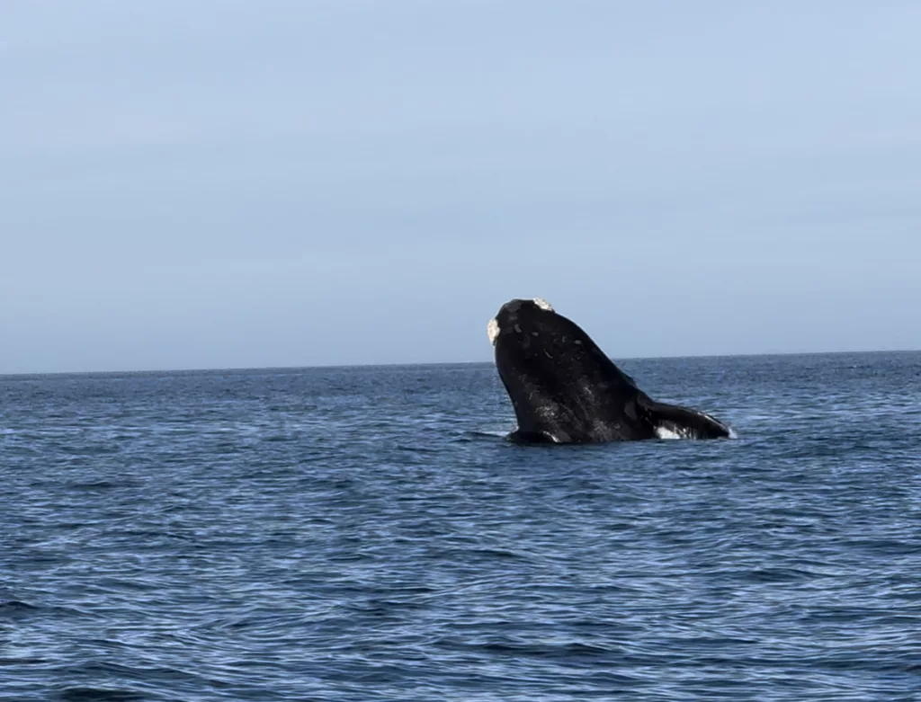 a southern right whale jumping out the water