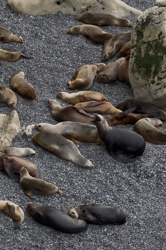 Sea lions in Punta Loma